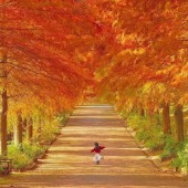 Lịch ngắm lá đỏ năm 2024 và những điểm đến mùa thu đẹp nhất tại Nhật Bản